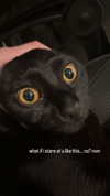 soupikitty Altpins Profile Picture