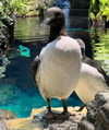 _urbaneva Altpins Profile Picture