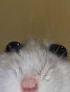 milkiwifey Altpins Profile Picture