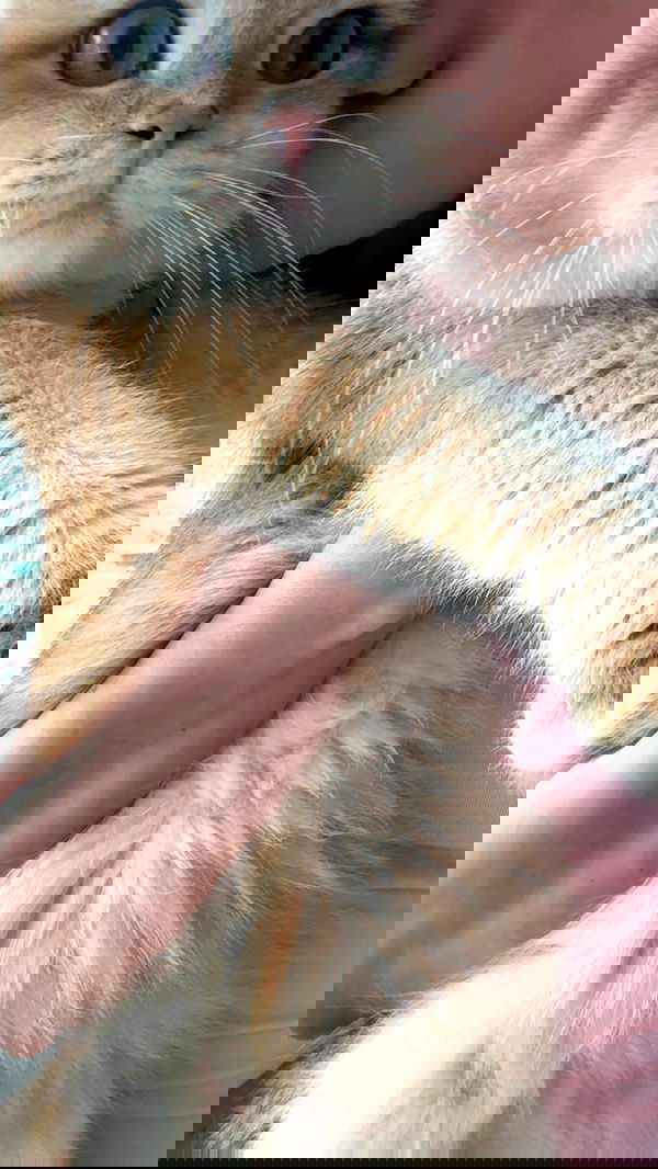 itsilanosh itsilanosh archive image