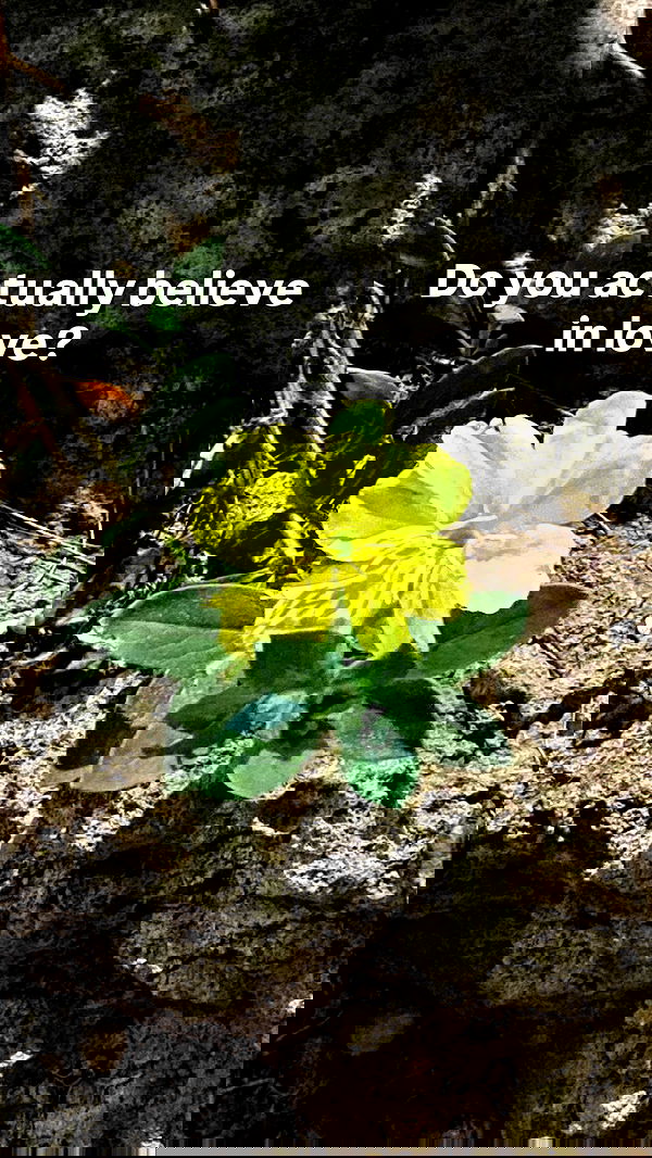 rose_xanne rose_xanne archive image