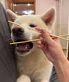 kriskaik Altpins Profile Picture