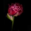 dustheadd Altpins Profile Picture