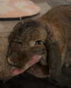 danielle.mercedie Altpins Profile Picture
