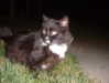 44cbrloveletter Altpins Profile Picture