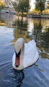 llofreaki Altpins Profile Picture