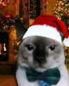 catl0verr69 Altpins Profile Picture
