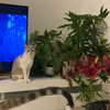 bad.toy Altpins Profile Picture