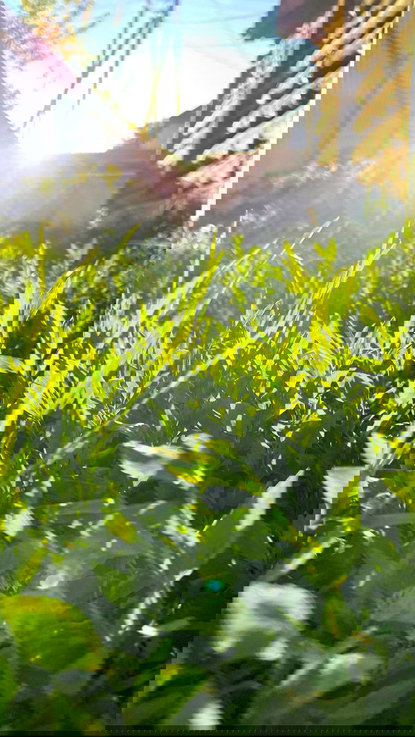 nyityam nyityam archive image