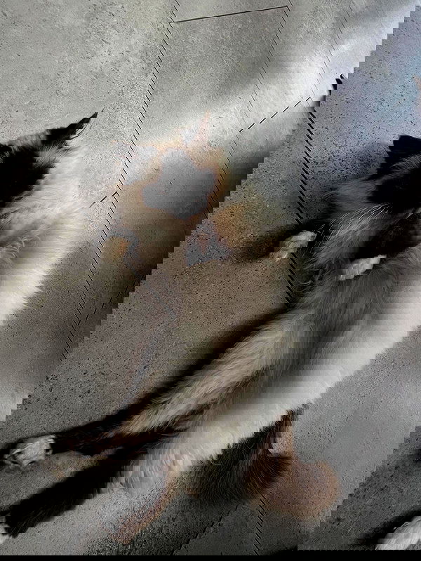 kitty.elliss kitty.elliss archive image