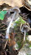 danafetishistova Altpins Profile Picture