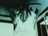 bugz4brainz Altpins Profile Picture