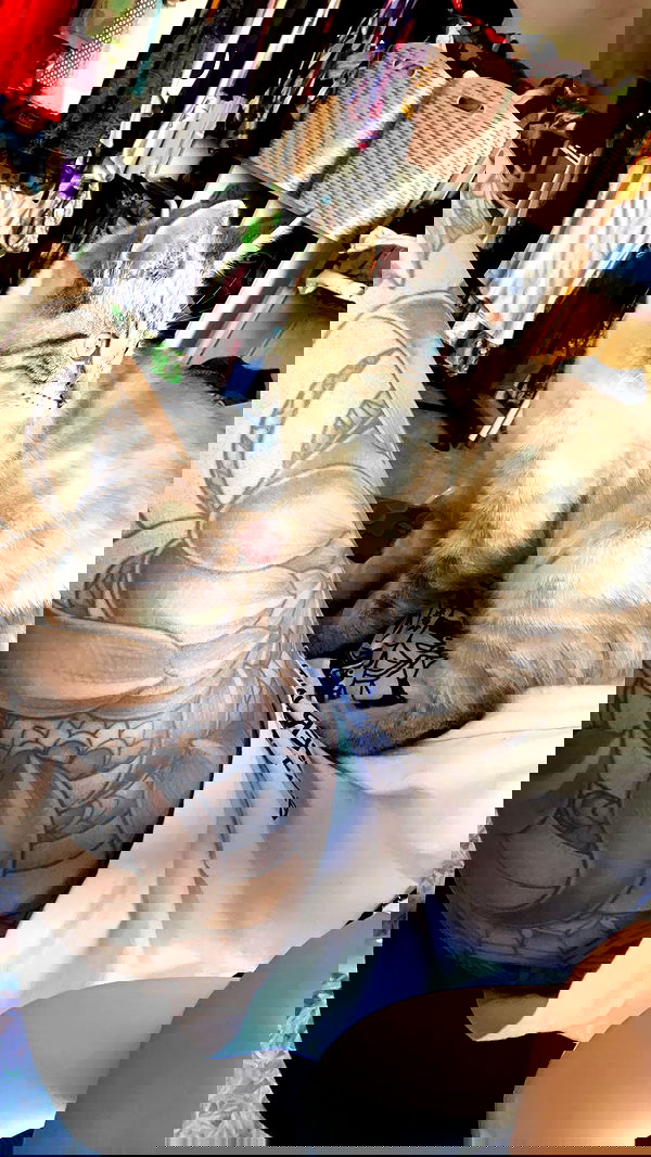 suikomuu suikomuu archive image