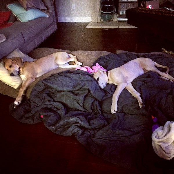sashapieterse instagram image archive image