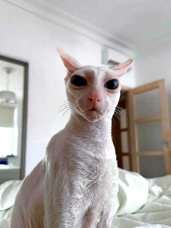 meowwmaxxer archive image