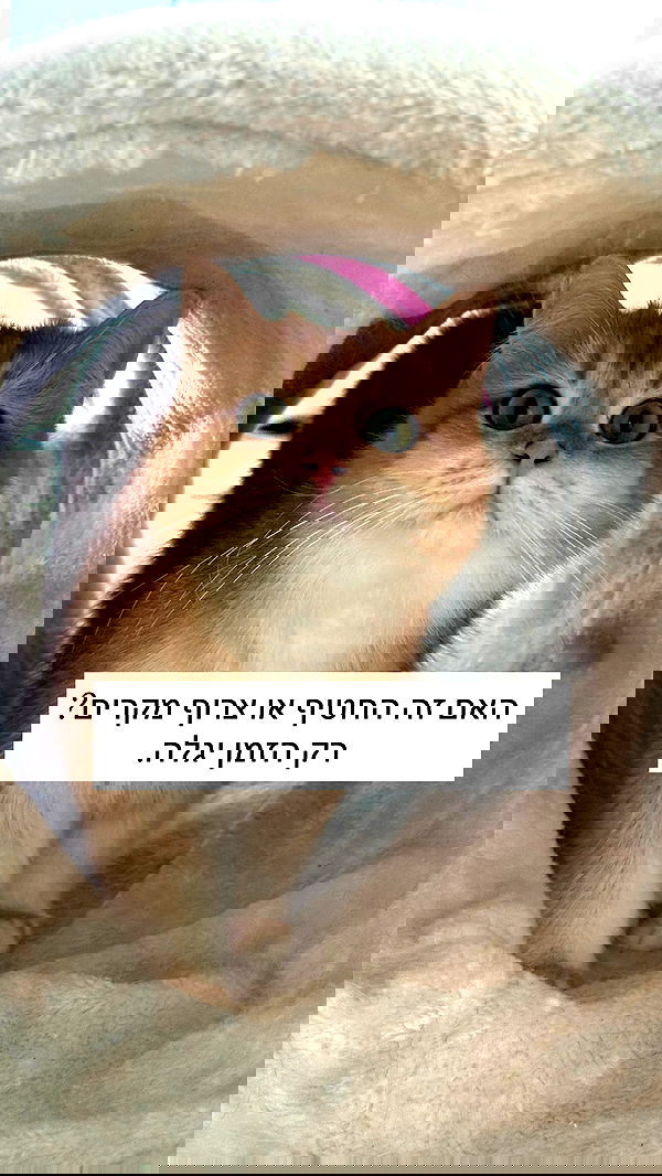 itsilanosh itsilanosh archive image