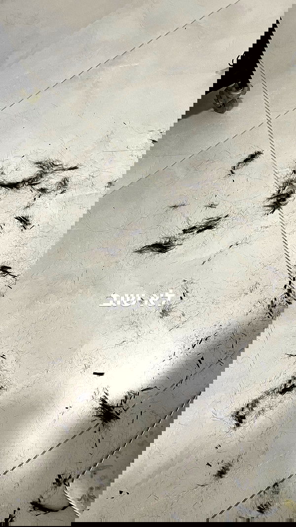 efrat_elmalich efrat_elmalich archive image