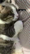 dante_yangpa Altpins Profile Picture