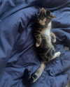 jahia_brown Altpins Profile Picture
