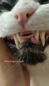 maori_cohen Altpins Profile Picture