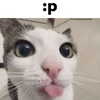 catl0verr69 Altpins Profile Picture