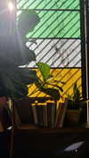 roni_ackerman Altpins Profile Picture