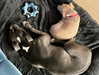 mileycyrus Altpins Profile Picture