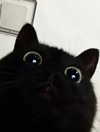 ellaexplicit_ Altpins Profile Picture