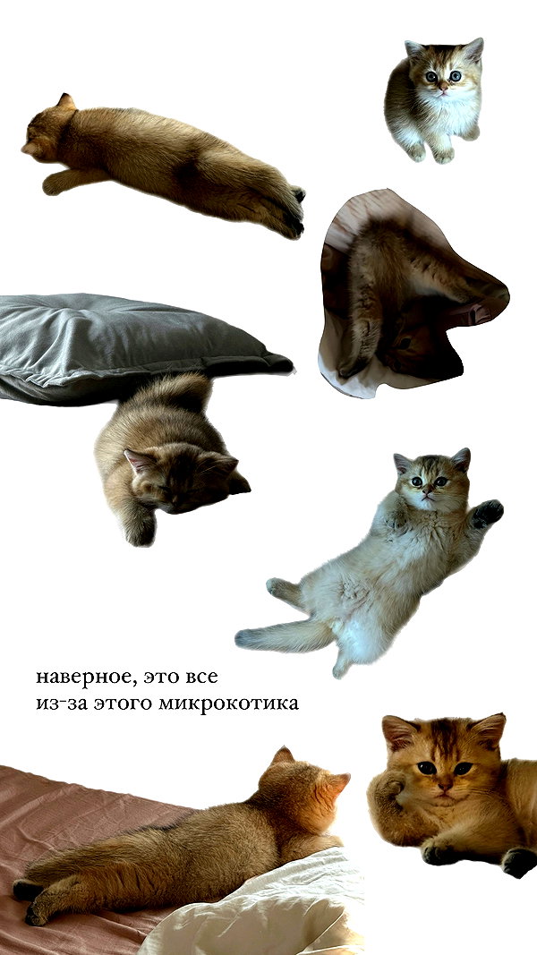 alishevs instagram image archive image