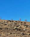 indra0102_ Altpins Profile Picture