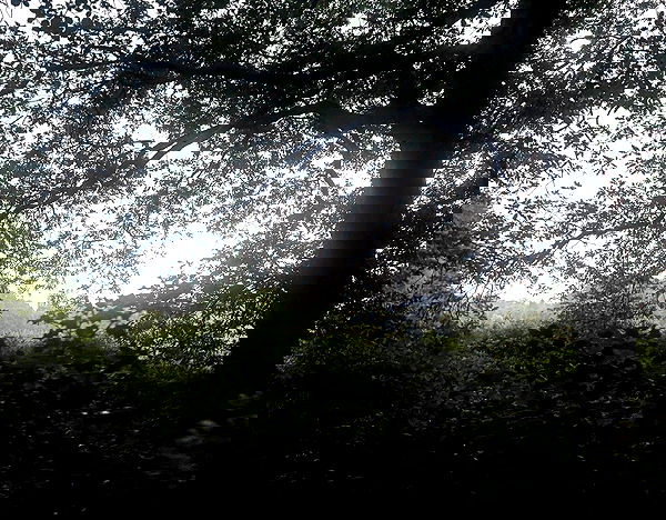 veiyul veiyul archive image