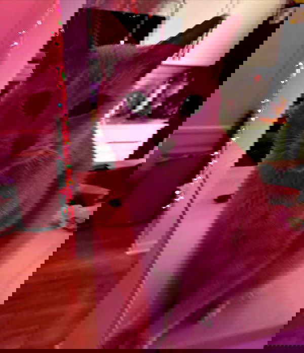 iluvmeww iluvmeww archive image