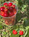 auddk_77 Altpins Profile Picture