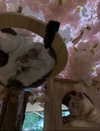 livindeadyaz Altpins Profile Picture