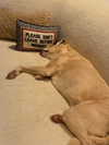 jenniferaniston Altpins Profile Picture