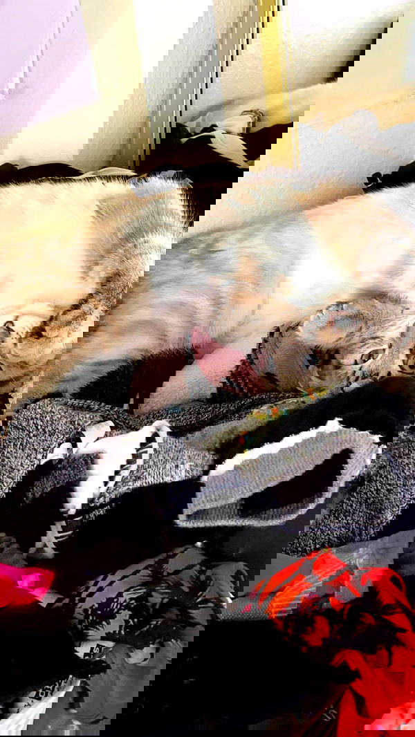 suikomuu suikomuu archive image