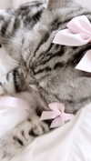 annaemiliaz Altpins Profile Picture