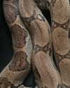 darkstar_mia Altpins Profile Picture