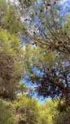 martinagiiuliani Altpins Profile Picture