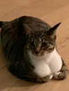 sashasucc Altpins Profile Picture