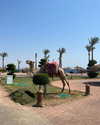koralsarosi_ Altpins Profile Picture