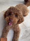 noa.benhemo Altpins Profile Picture