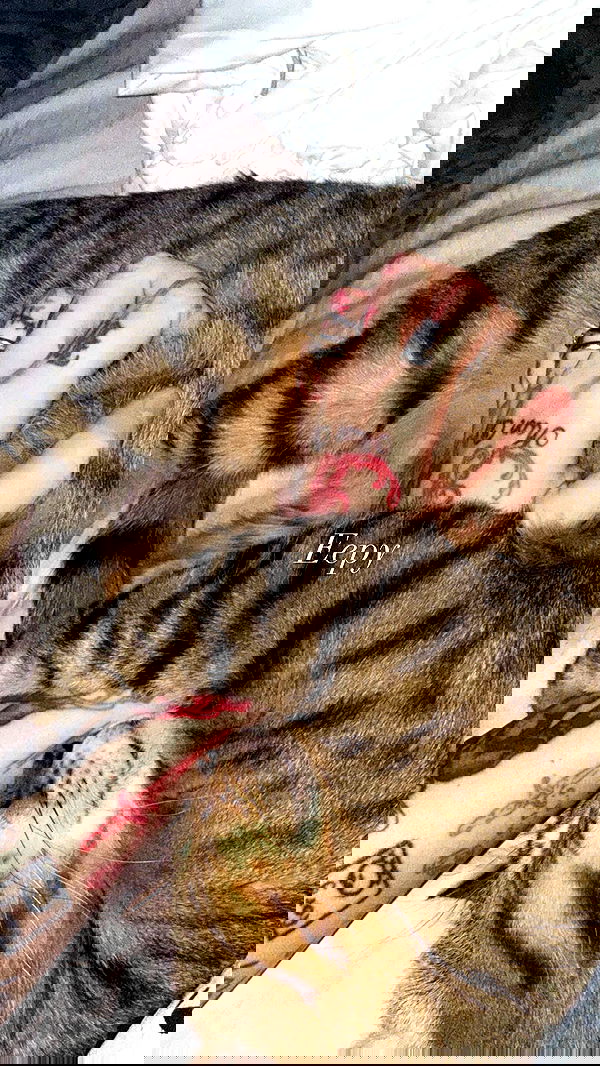 laurinchhhe laurinchhhe archive image