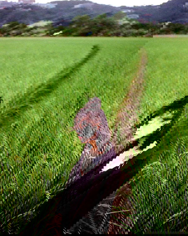 ting851204 ting851204 archive image