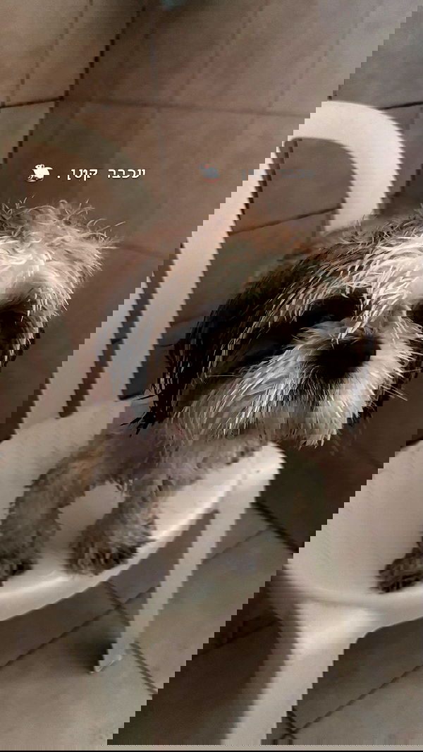 _._dianush._ _._dianush._ archive image