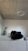 katrina.zaiceva Altpins Profile Picture