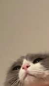 mchllmsn Altpins Profile Picture