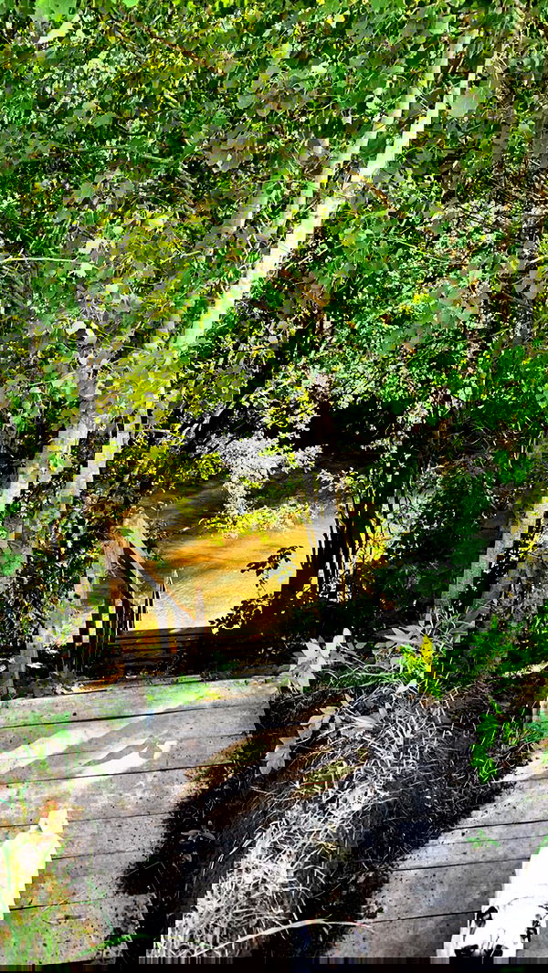 nyityam nyityam archive image