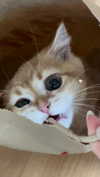 s0meii0 Altpins Profile Picture