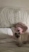 babydollslumber Altpins Profile Picture